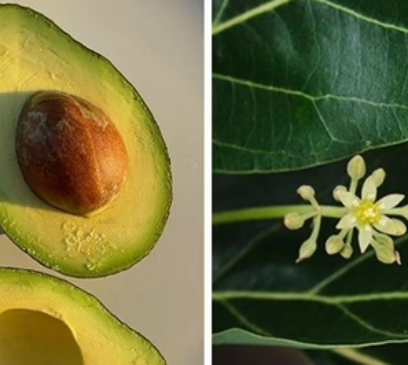productores de aguacate en origen