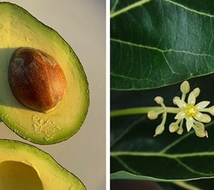 productores de aguacate en origen