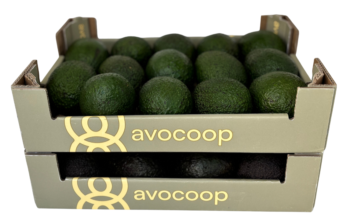 Caja Avocoop