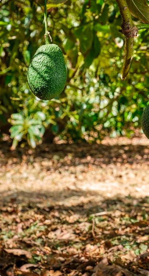 Avocoop