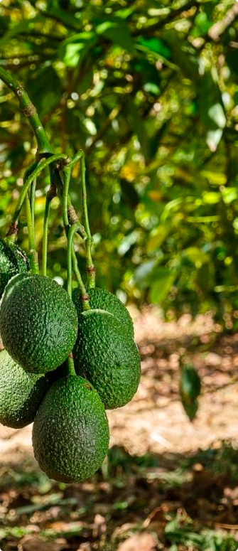 Avocoop