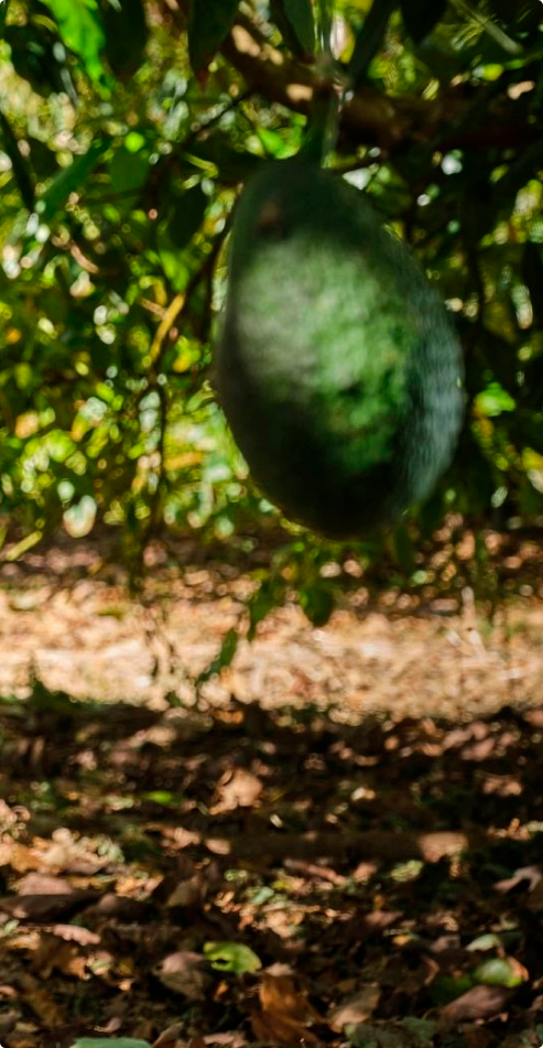 Avocoop