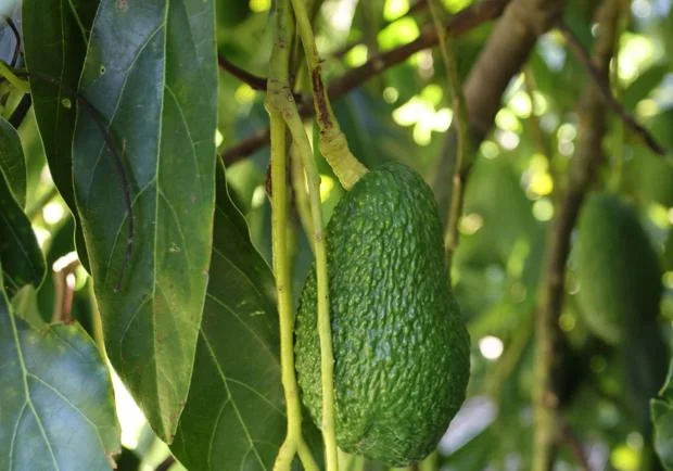 productores de aguacate en origen